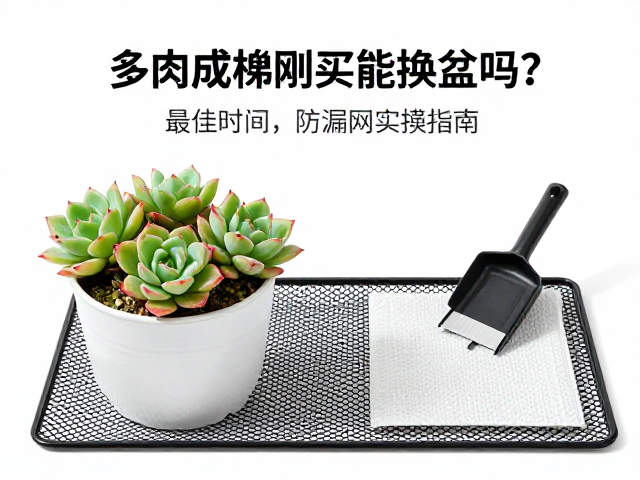 多肉换盆的最佳时间选择