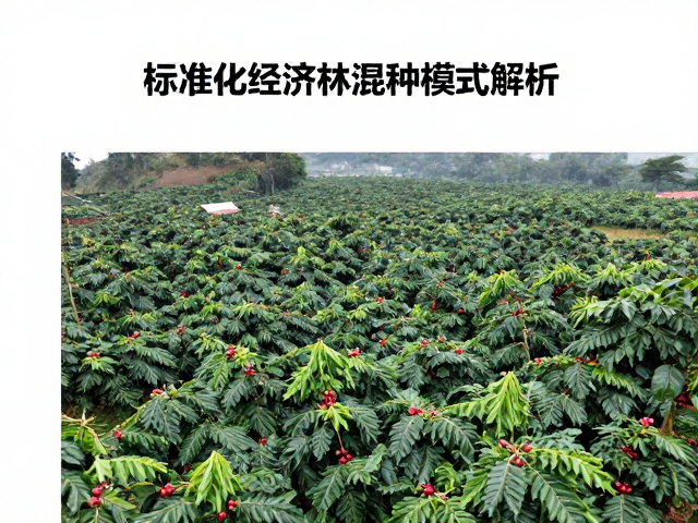 标准化连片庄园与林地间作、咖啡经济林混种模式解析