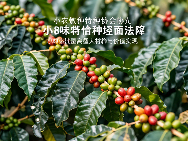 小批量高溢价的市场逻辑与价值实现