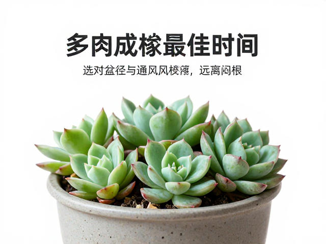 多肉成株换盆最佳时间与操作，选对盆径与通风，远离闷根