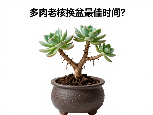 土壤配比与上盆定植的操作细节