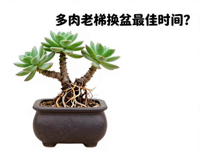 多肉老桩换盆最佳时间？修根技巧，稳重盆器搭配全攻略
