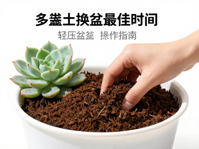 多肉成株换盆最佳时间，泥炭土轻压盆土完整操作指南