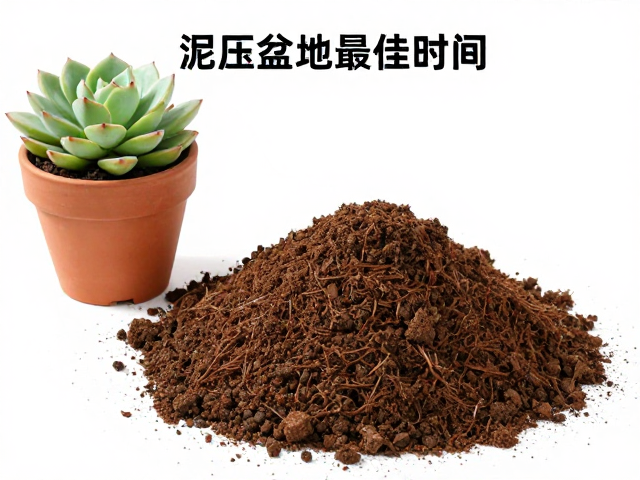 泥炭土配土与盆土准备细节