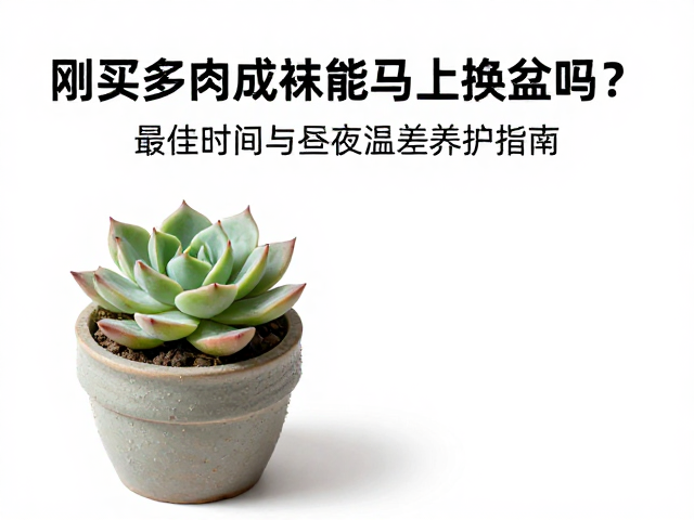 刚买多肉成株能马上换盆吗？最佳时间与昼夜温差养护指南