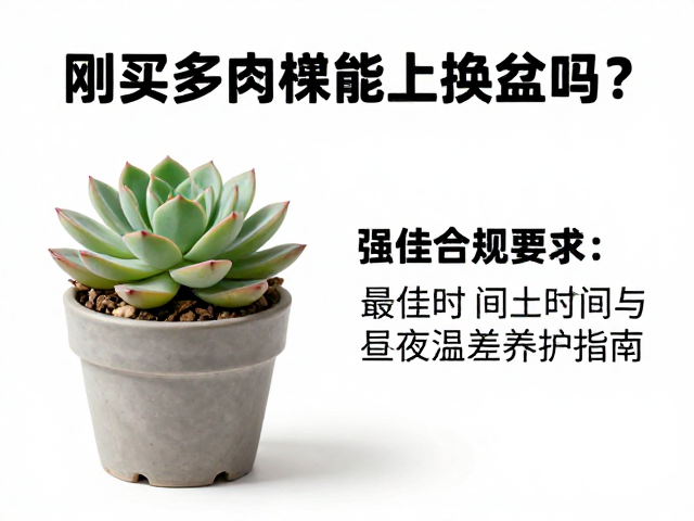 最佳换盆时间的科学界定