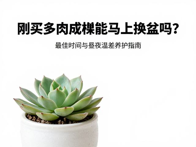 换盆操作中的关键细节