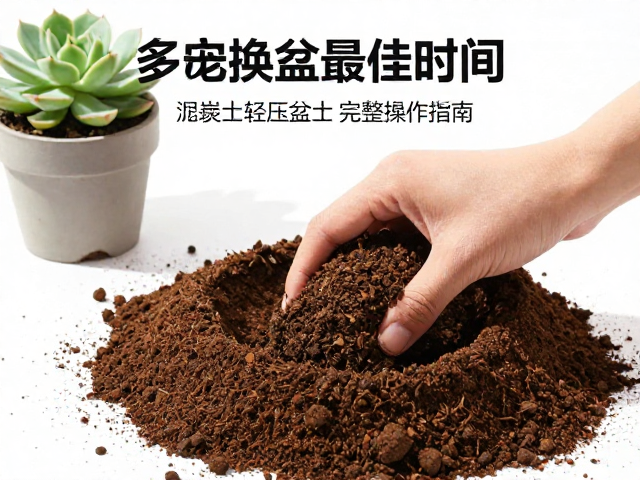 轻压盆土与定植操作规范