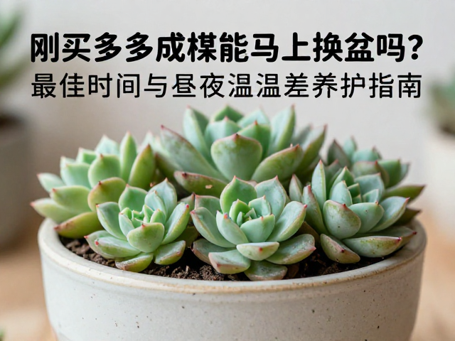 换盆后的日常养护误区规避