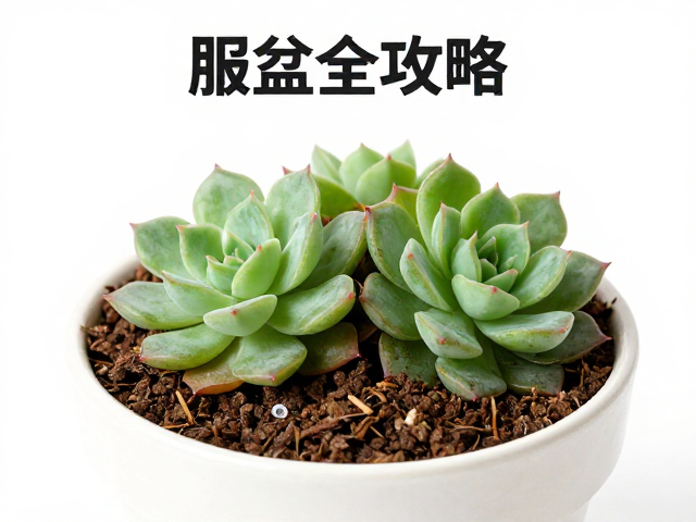 多肉成株换盆最佳时间，颗粒土，服盆全攻略