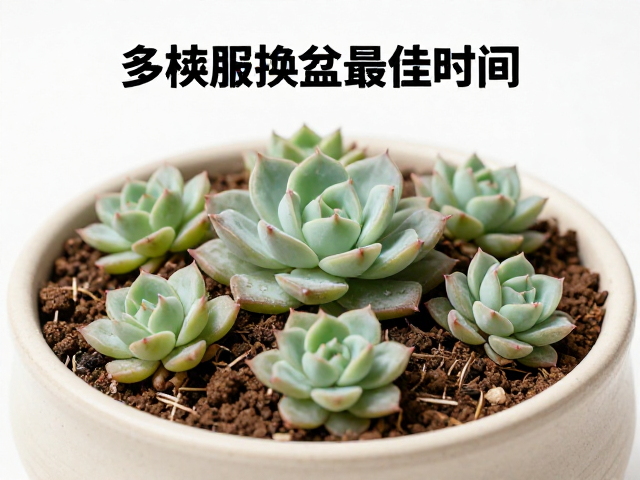 服盆期的环境管理与养护要点