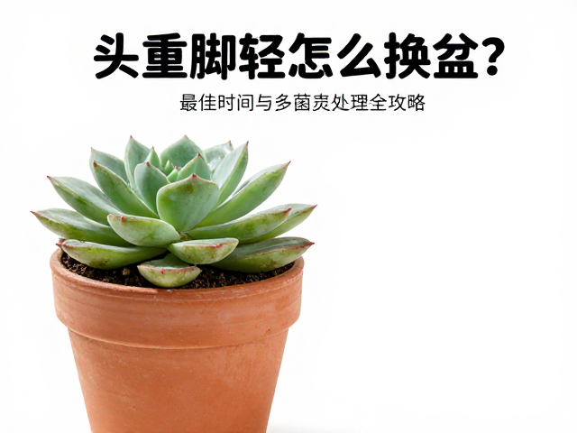 多肉成株头重脚轻怎么换盆？最佳时间与多菌灵处理全攻略
