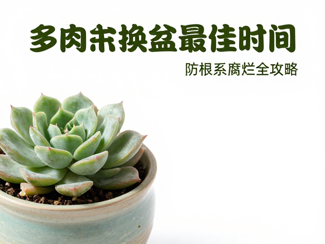 多肉成株换盆最佳时间，避开冬季低温，防根系腐烂全攻略