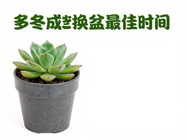上盆后的养护与服盆期管理