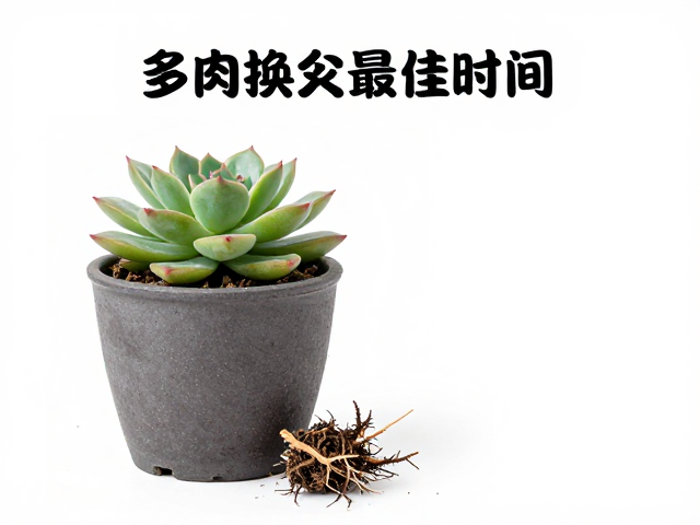 多肉成株换盆最佳时间与操作，黑腐感染下如何保留健康根系