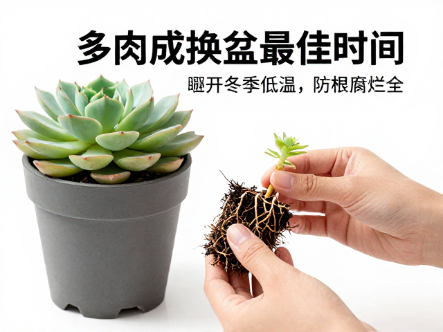 换盆前的预处理与根系检查