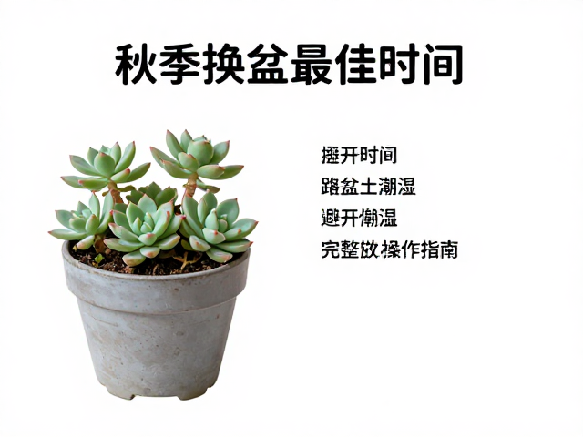 多肉成株秋季换盆最佳时间，避开盆土潮湿，完整操作指南