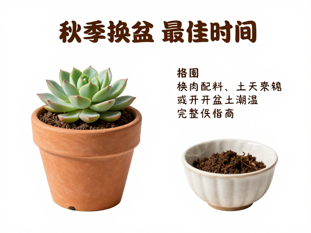 土壤配比与盆器选择的科学逻辑