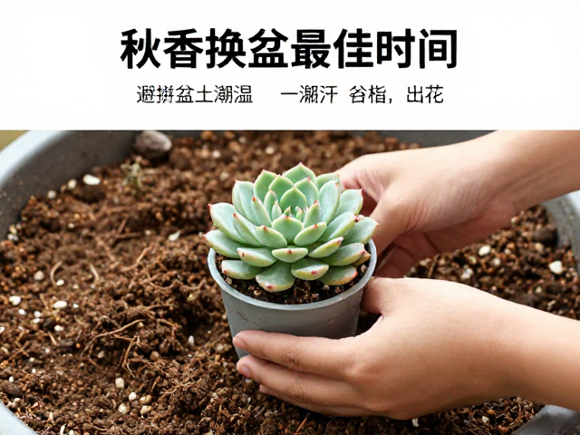 盆土干燥预处理与植株脱盆技巧