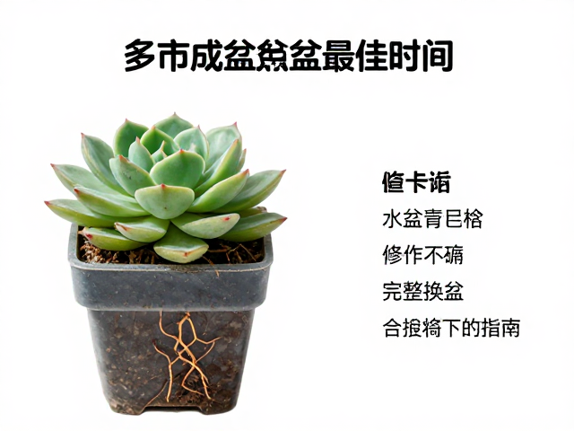 法师多肉成株换盆最佳时间，修根换盆完整操作指南