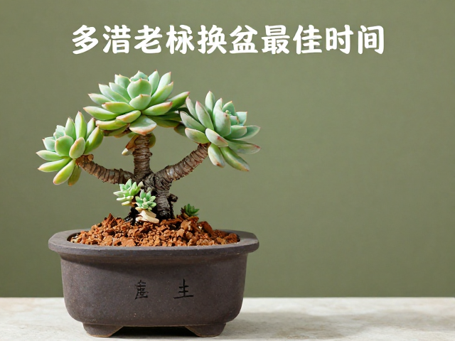 多肉老桩换盆最佳时间，鹿沼土配稳重盆器全攻略