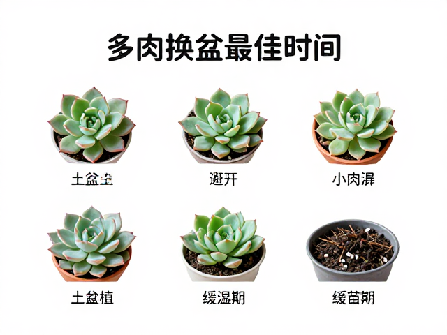 上盆定植与缓苗期的水分管理