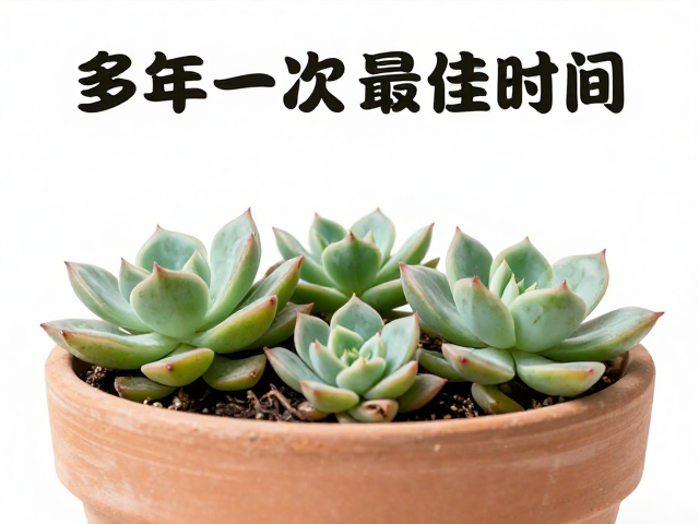 多肉成株换盆最佳时间，1-2年一次，小伤口晾半天再种