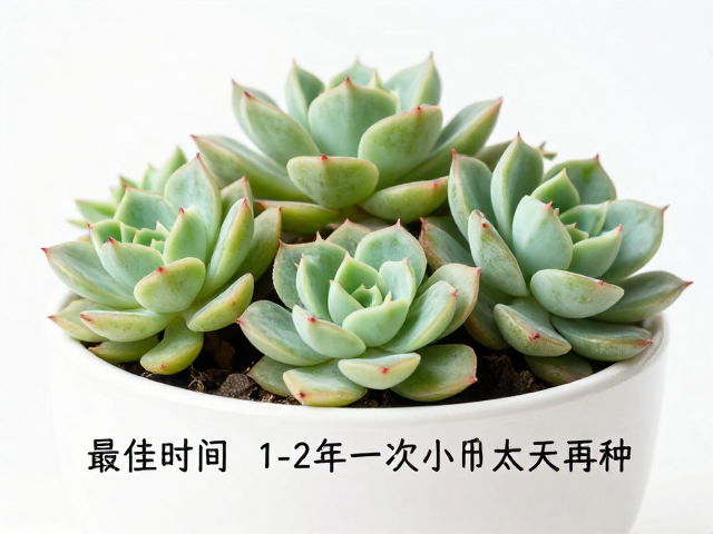 上盆与缓盆期的养护逻辑