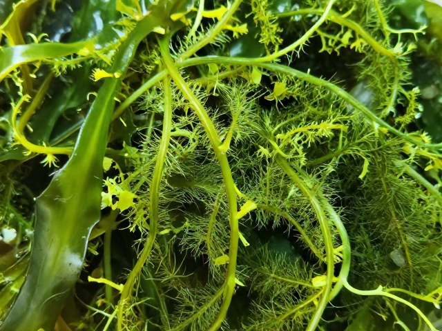 海藻纤维的天然来源与植物萃取工艺
