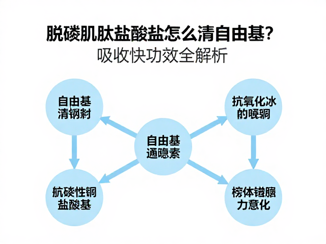 自由基清除机制与抗氧化通路解析