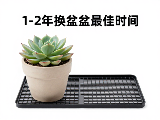 多肉成株1-2年换盆最佳时间与操作，防漏网垫必选指南