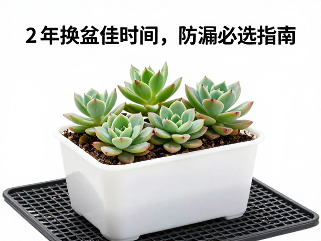 换盆操作细节与服盆期管理