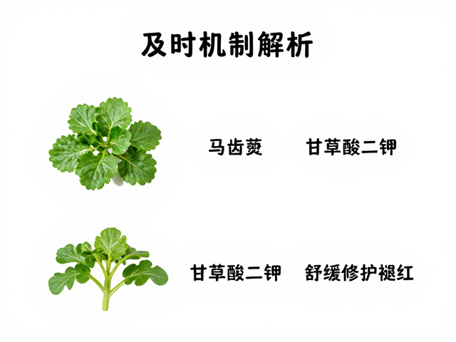 核心成分的协同修护机制解析