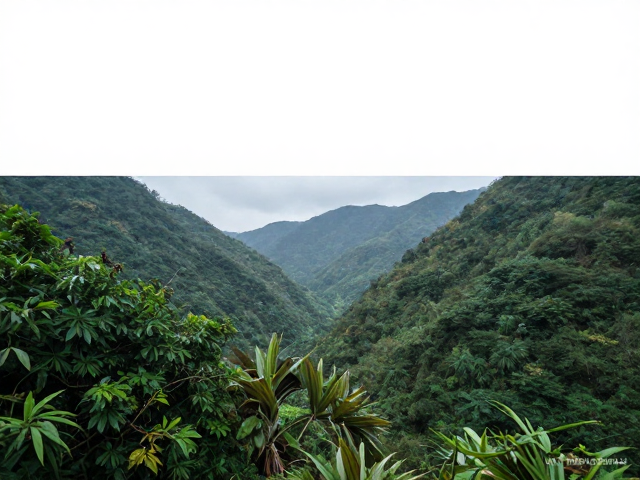 山谷林间实拍揭秘,高端画册出版背后的野外安全常识