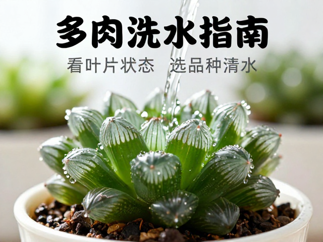 散光环境下的浇水策略