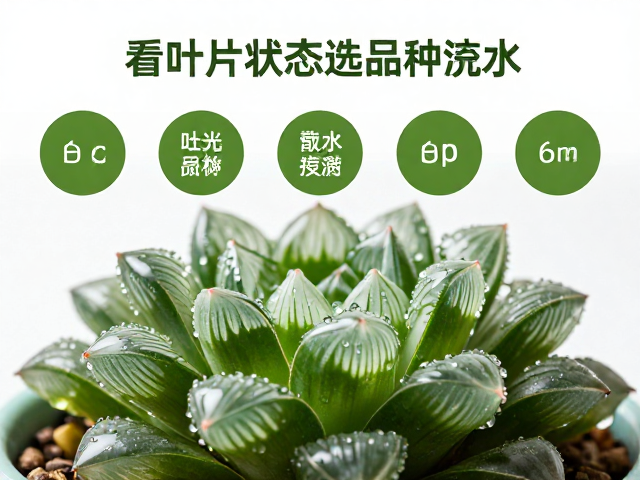 通过叶片状态判断品种与浇水频率