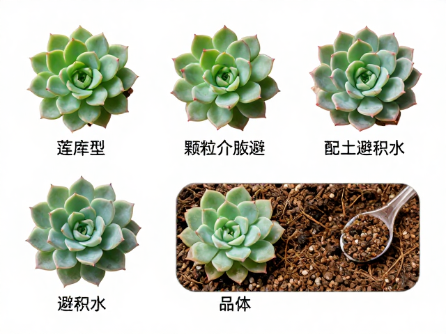 多肉浇水指南，莲座型，颗粒介质避积水，热门品种专属方案