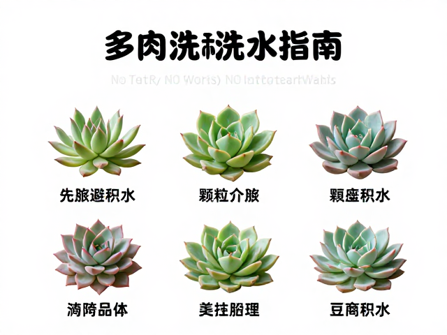 不同气候环境下浇水频率的判定