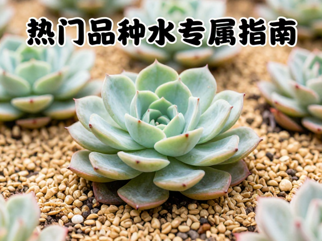 热门品种专属养护细节