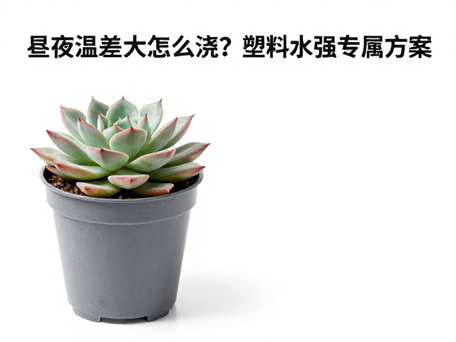 多肉昼夜温差大怎么浇？塑料盆保水强专属方案