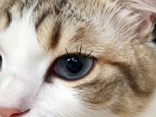 小野猫加长睫毛怎么阴干保存？网红造型假睫毛保鲜秘籍