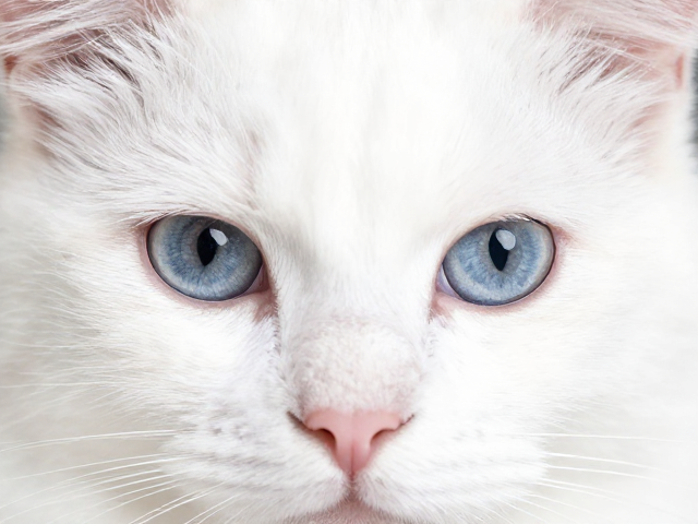 小野猫加长睫毛怎么保存？阴干后可反复佩戴，新手必看技巧