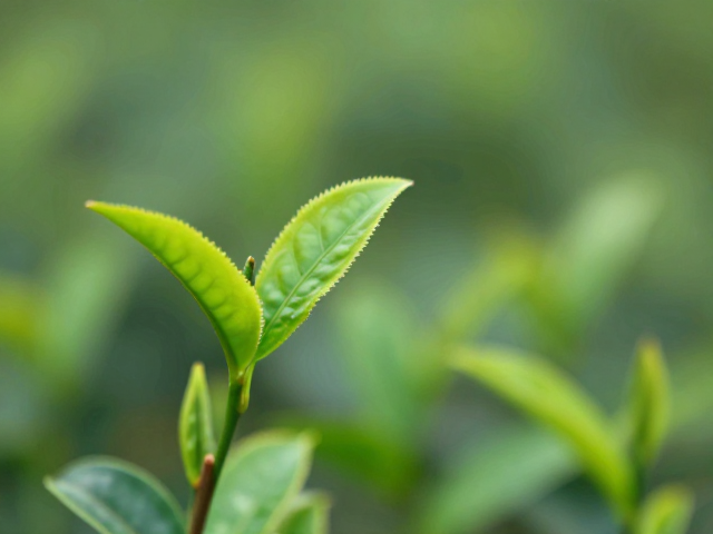 东方茶香灵感:文化意境的静谧流淌