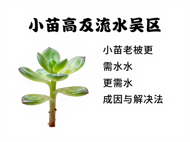 高频浇水误区的深层成因分析