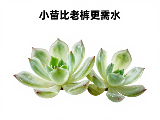 多肉叶片透明化？小苗比老桩更需水！高频浇水误区成因与解决法