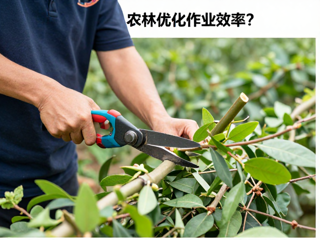 农林修枝裁剪分段多次切割,美工打样人员如何优化作业效率?