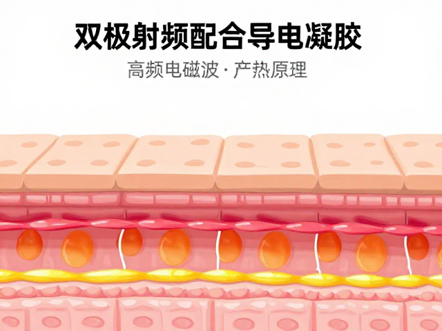 真皮层重塑与胶原再生机制