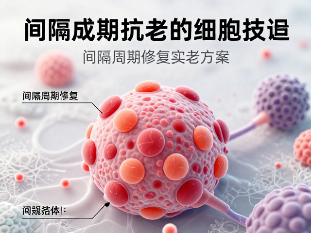 间隔周期修复的科学逻辑与实施路径