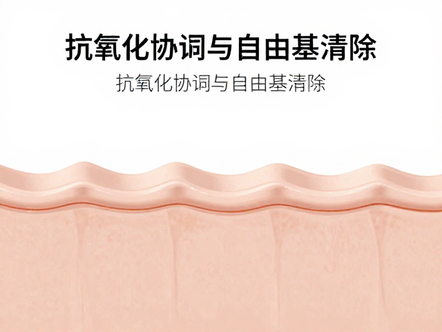 抗氧化协同与自由基清除