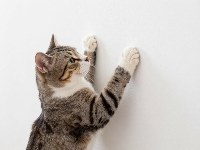 猫咪频繁蹭墙、小点踩踏?揭秘脚掌贴合背后的真实原因